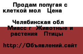 Продам попугая с клеткой мол › Цена ­ 500 - Челябинская обл., Миасс г. Животные и растения » Птицы   